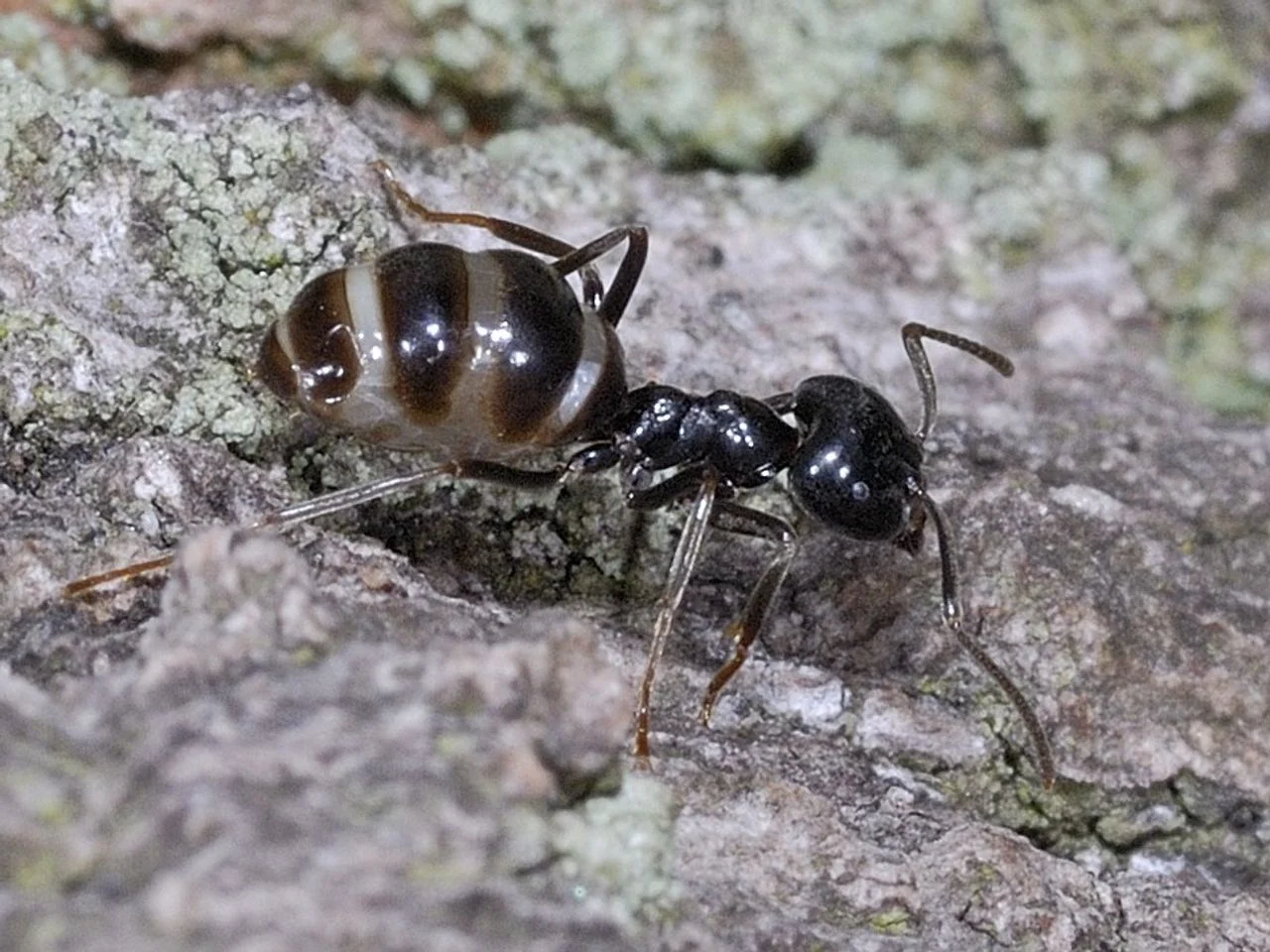 A glossy carpenter ant (photo: Saxifraga/Ab H. Baas).