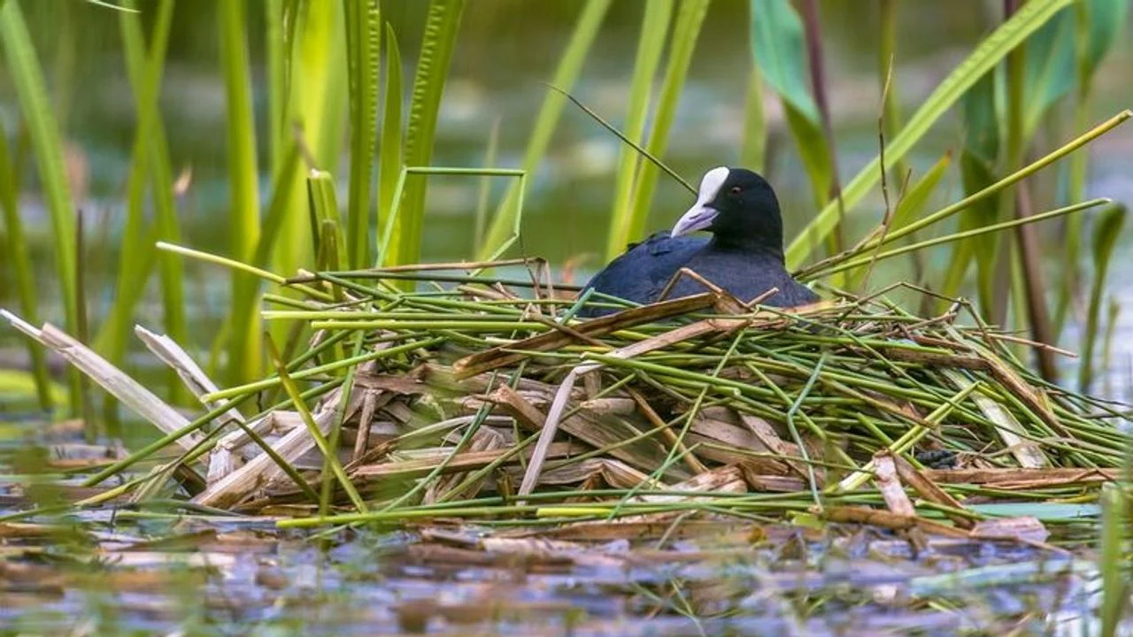 A coot (photo: Rudmer Zwerver/Saxifraga).