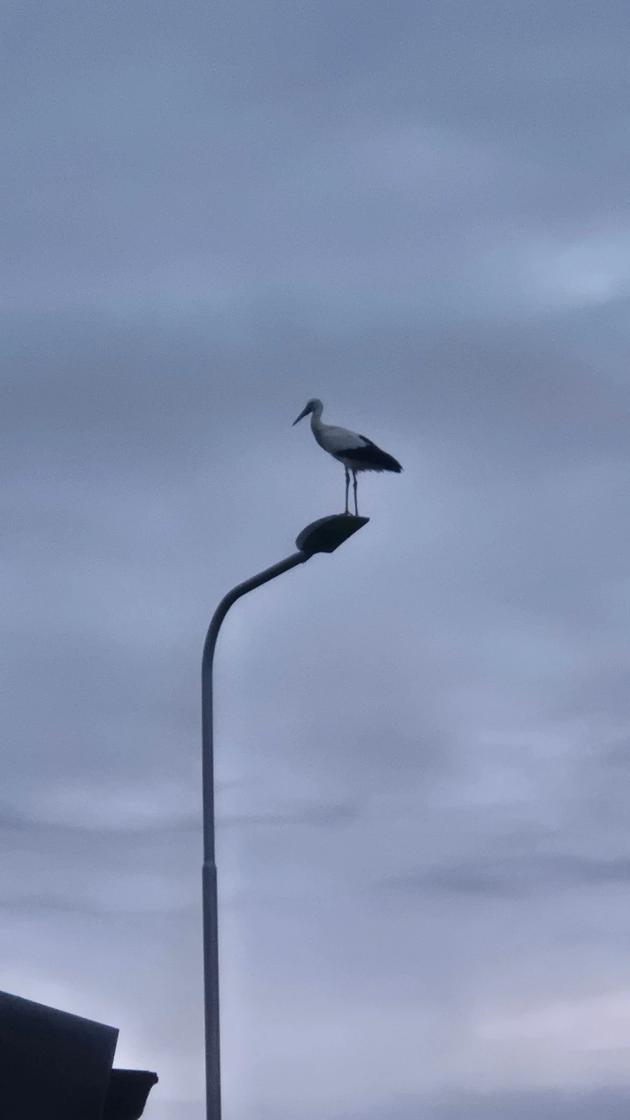 A stork on a lamppost (photo: Tineke van der Zanden).