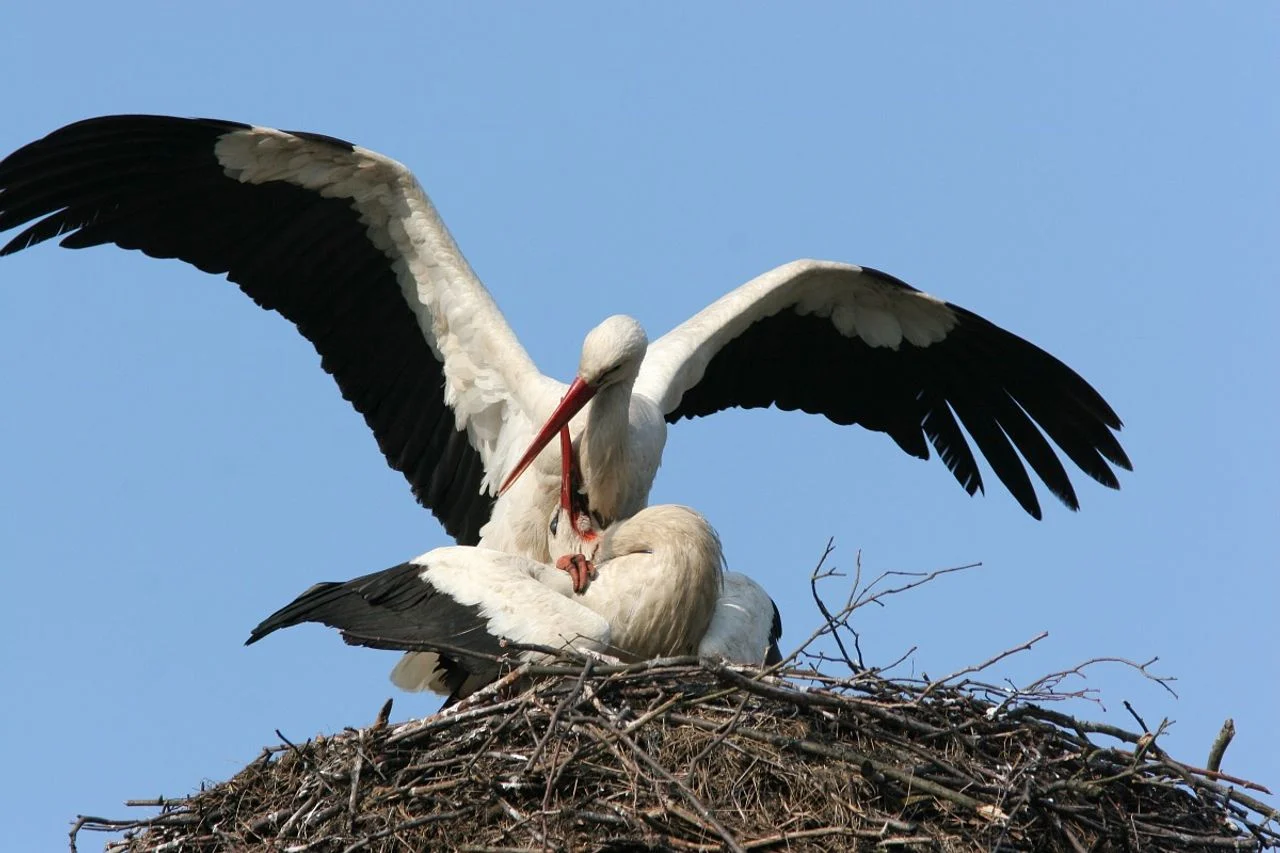Mating storks (photo: Saxifraga/Jaap Schelvis).