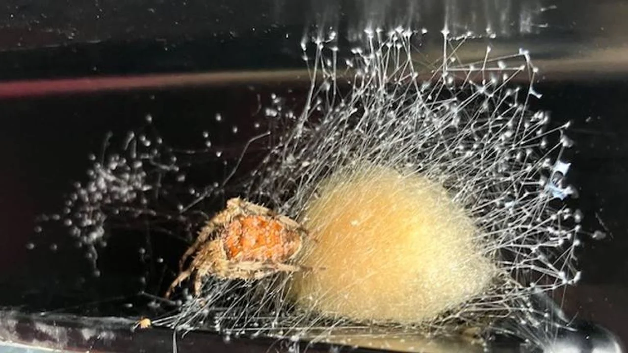 A garden spider has just finished its egg sac (photo: Paula Spruyt).