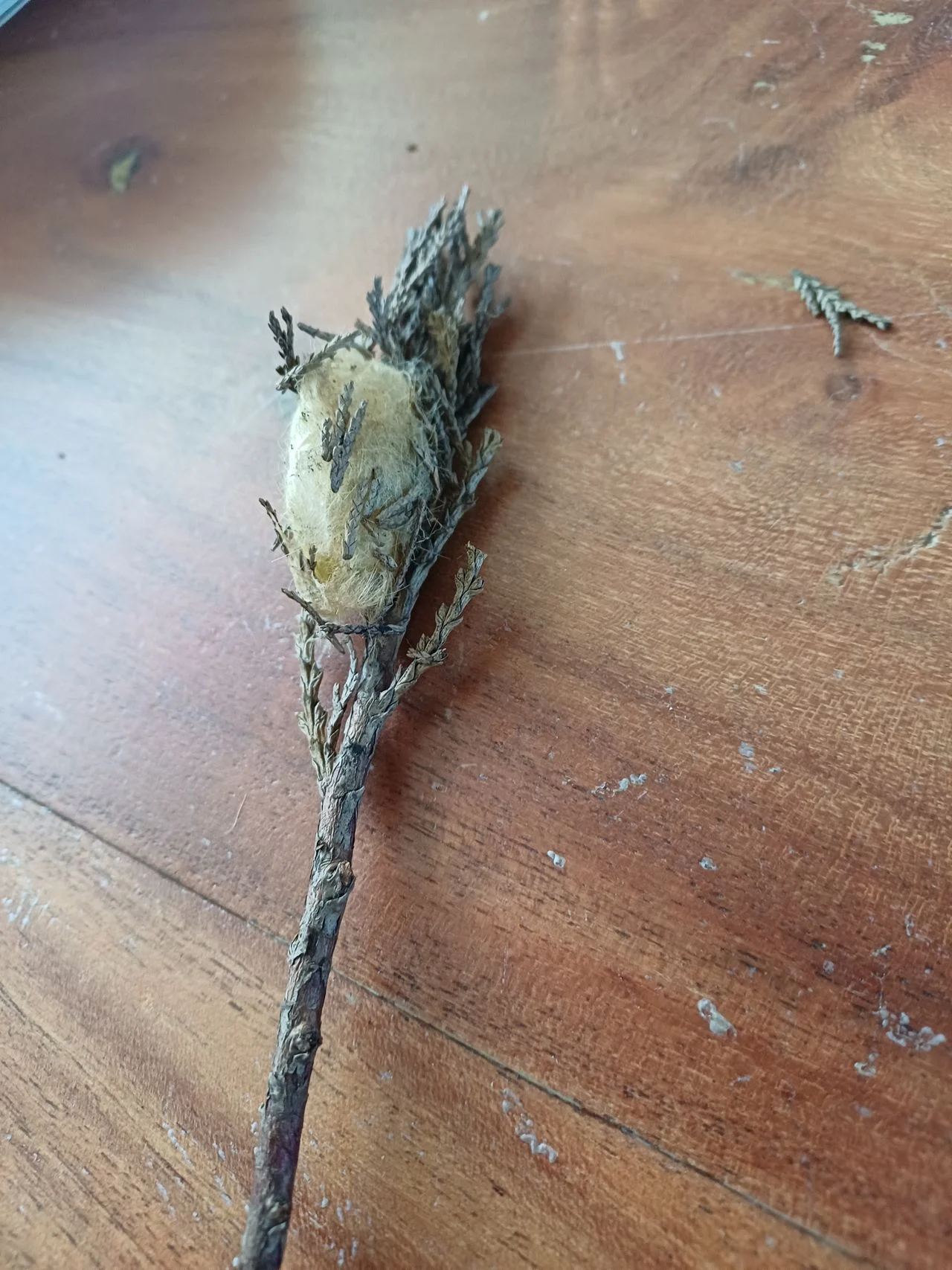 A cocoon of a spider (photo: Piet Verhagen).