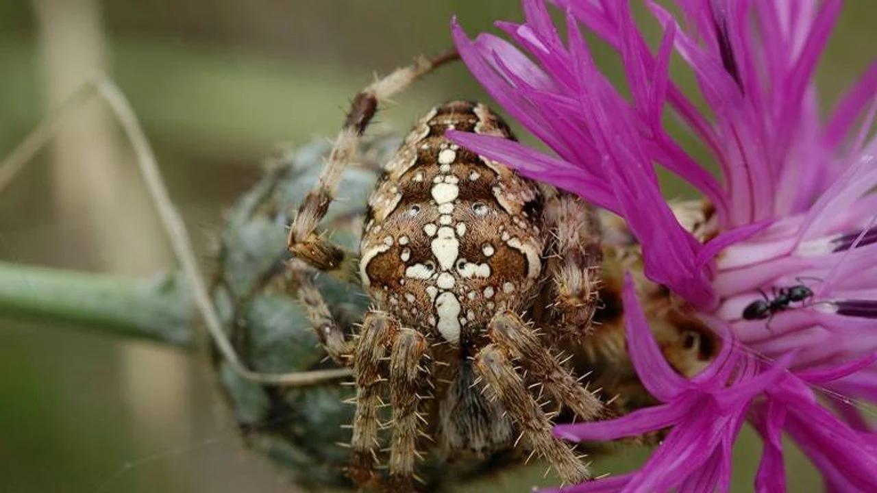 A cross spider (photo: Saxifraga/Marijke Verhagen).