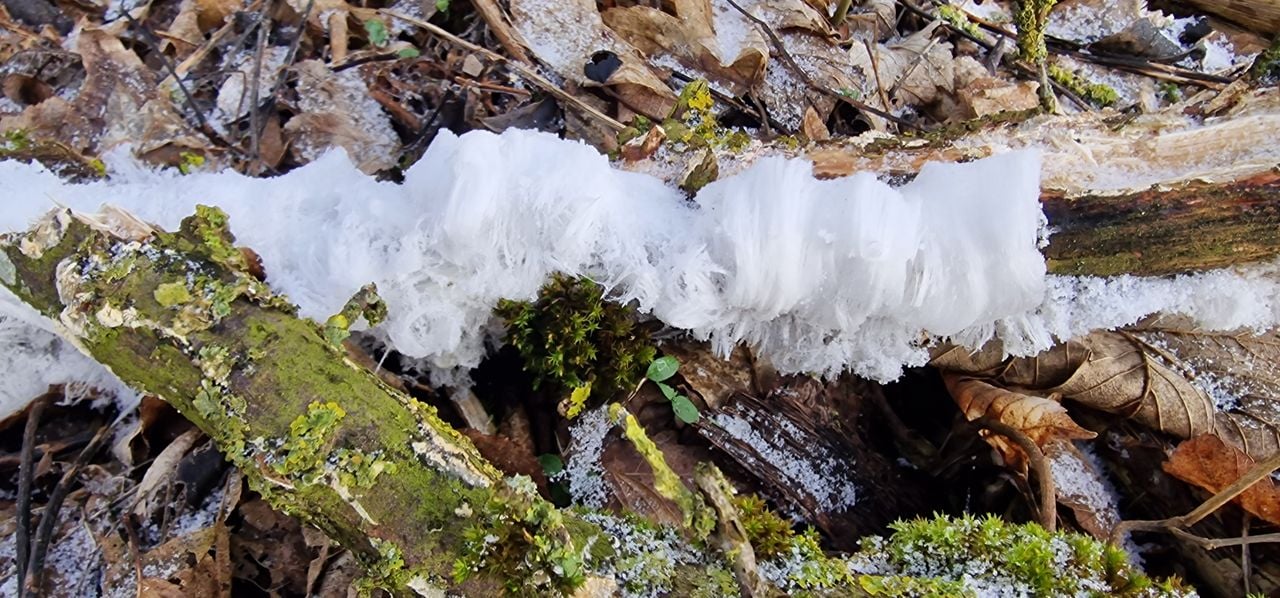 Ice hair also called King Winter's beard (photo: Jos Smolders).