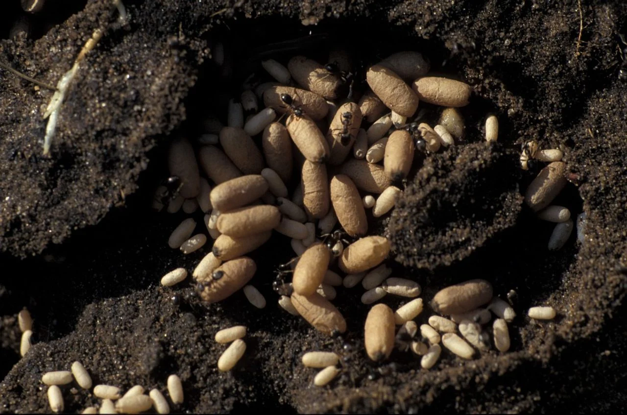 Black-brown road ants and a nest with cocoons (photo: Saxifraga/Frits Bink).
