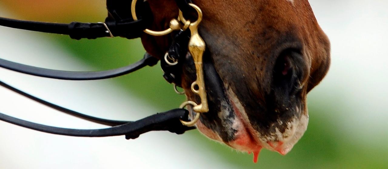 Bleeding horse mouth
