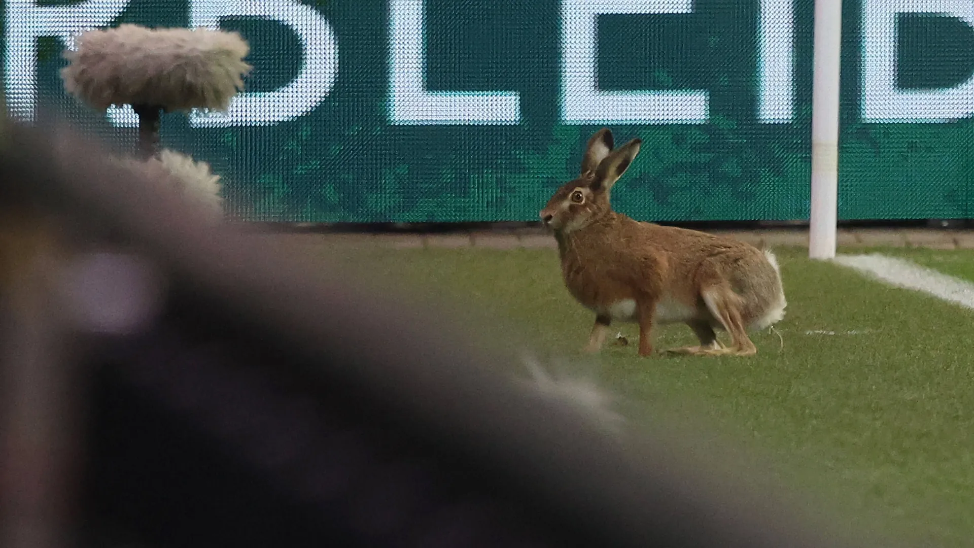 Animals do things: A rabbit in the Kiel stadium during half-time in the cup quarter-final against Stuttgart.