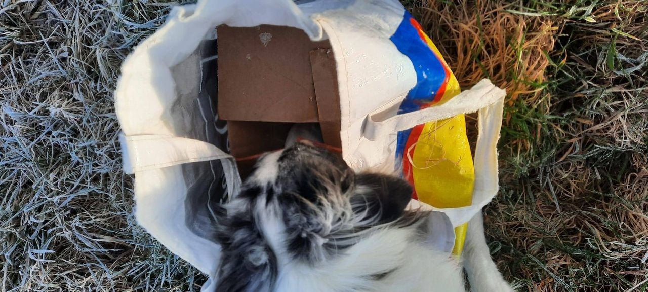 This is how Daniëlle found the rabbits (photo: De Maashorst Animal Shelter).