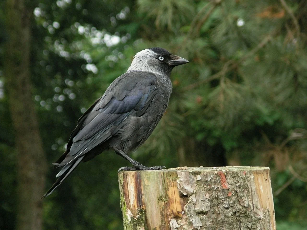 A jackdaw (photo: Saxifraga/Hans Dekker).
