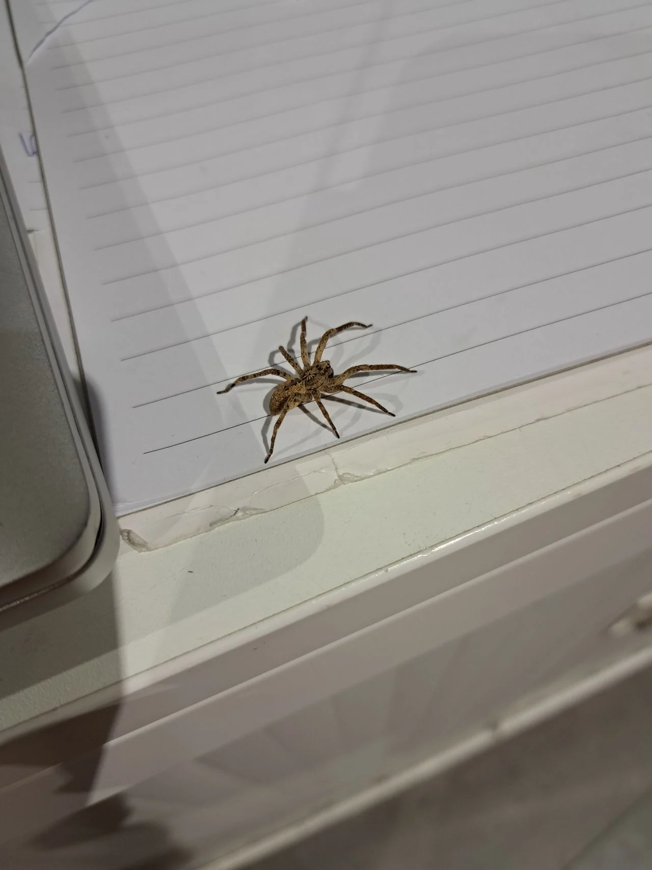 A false wolf spider (photo: Kristel de Bruijn).
