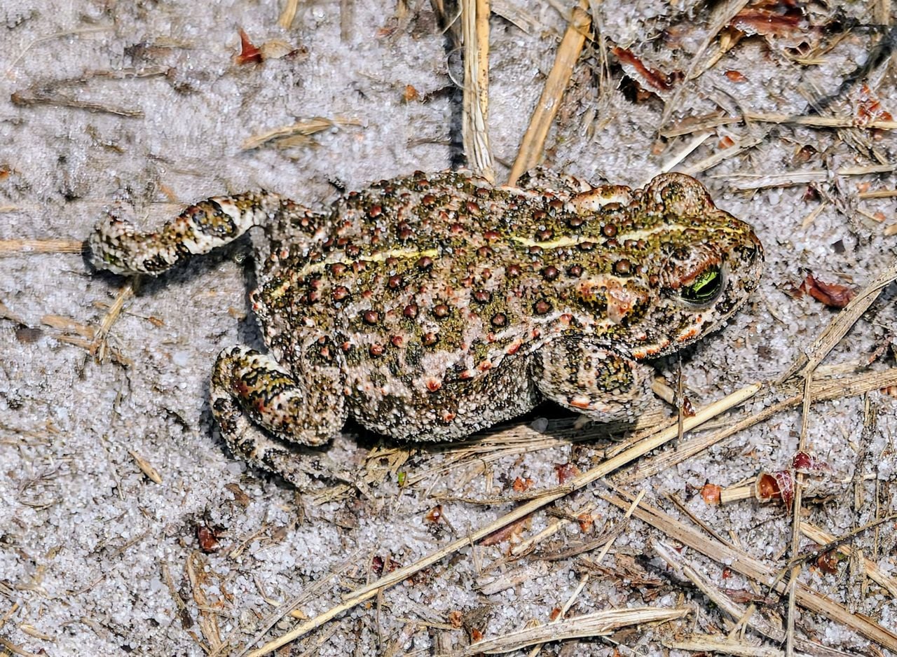 A natterjack toad (photo: Marianne Wijten).