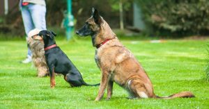 Dogs during training