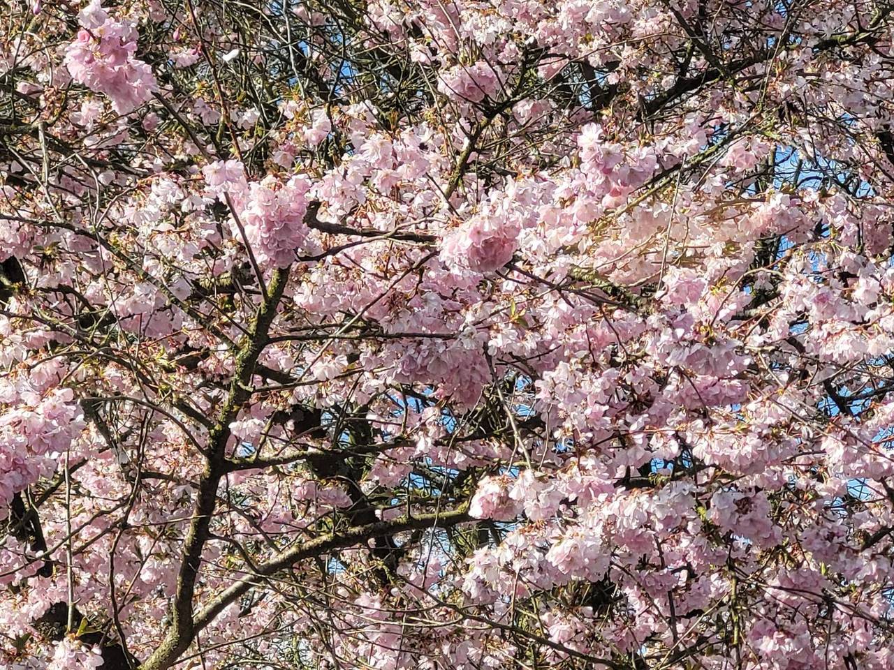 https://api.omroepbrabant.nl/img/f/$width$/$height$/0.50/0.50/cmV2aXNpb25zLzQ4Njk4NDQtMS5qcGc_c2U9MjA0NS0wMS0wMVQxMCUzQTQwJTNBMDBaJnNpZz1iTmJ uZ0NwUVBPc3ZtVmJ2c2RlMVZTM1MxdGJZVzhUT0V3dnZkNlFjUmZjJTNEJnNwPXImc3ByP Wh0dHBzJnNyPWImc3Q9MjAyNS0wMS0wMVQxMCUzQTQwJTNBMDBaJnN2PTIwMjAtMTAtMDI=