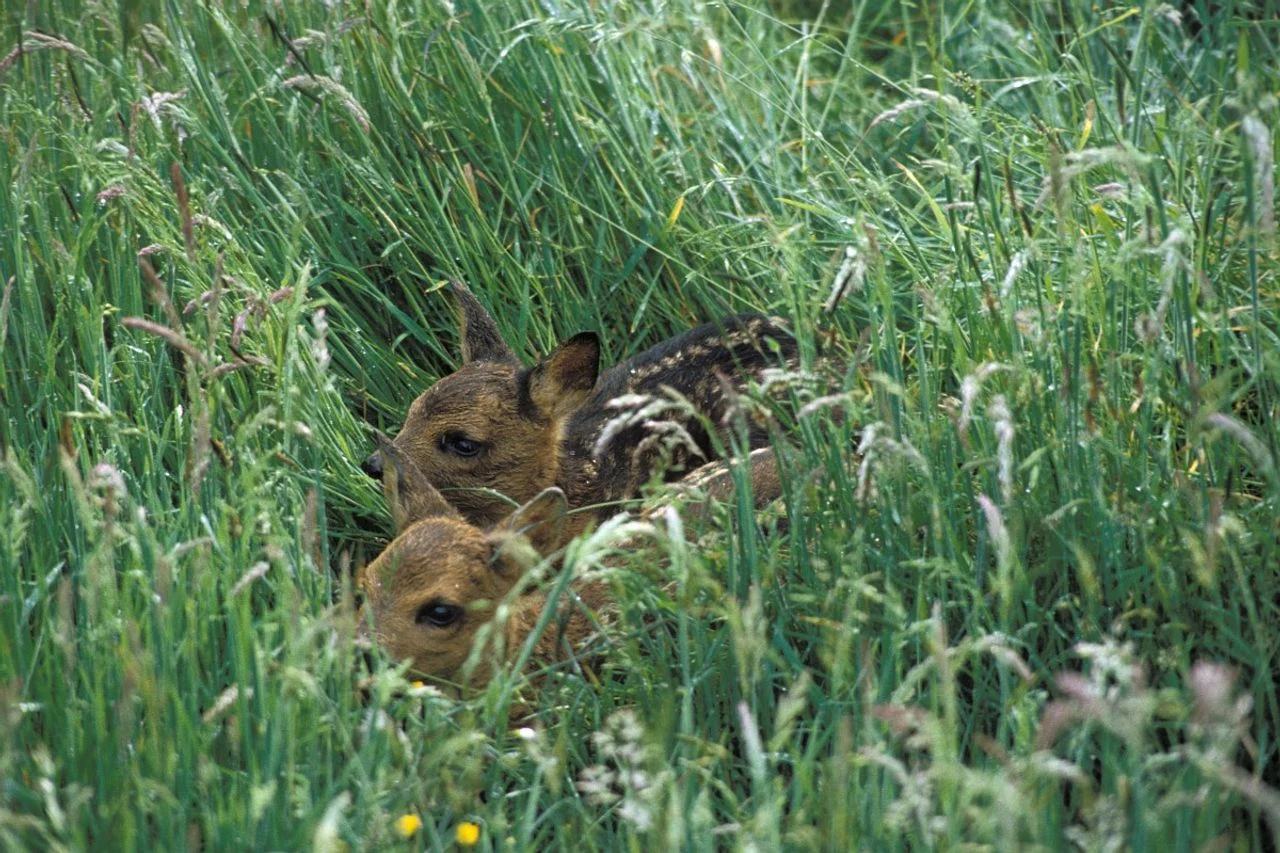 Two fawns (photo: Saxifraga/Janus Verkerk).