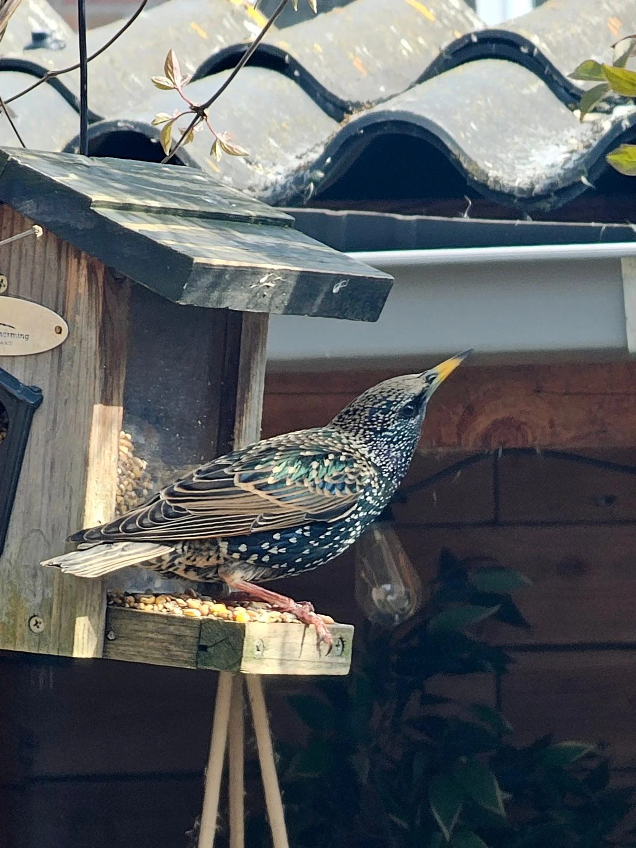 A starling (photo: Jet van Asten).
