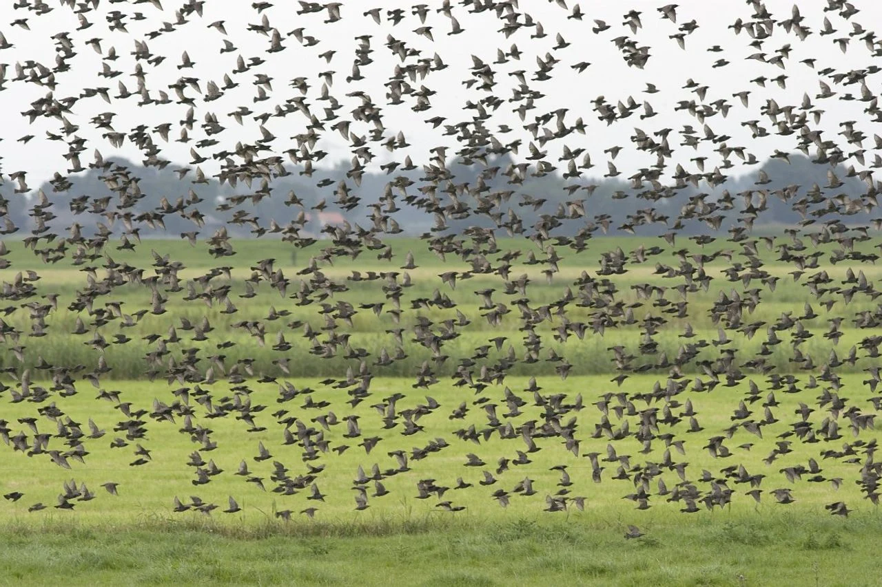 A flock of starlings (photo: Saxifraga/Luc Hoogenstein).