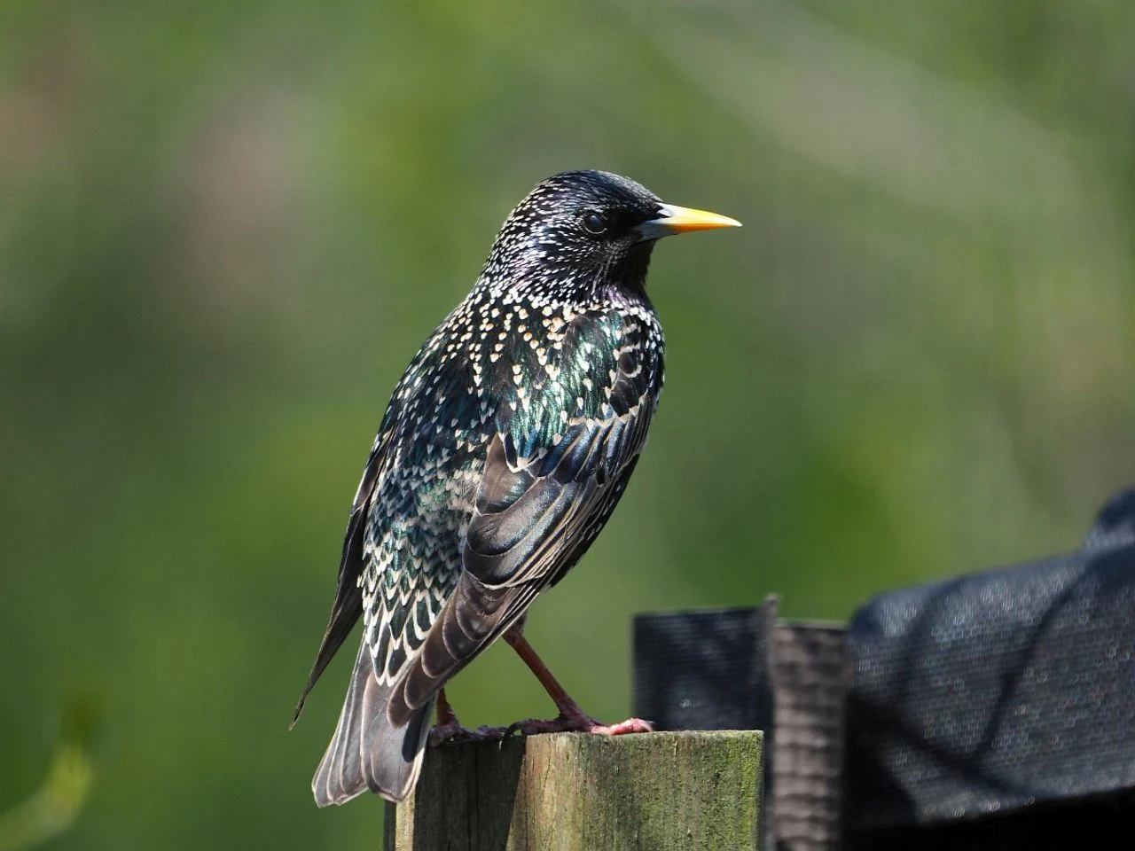 A male starling looking for a nesting spot (photo: Saxifraga/Hans Dekker).