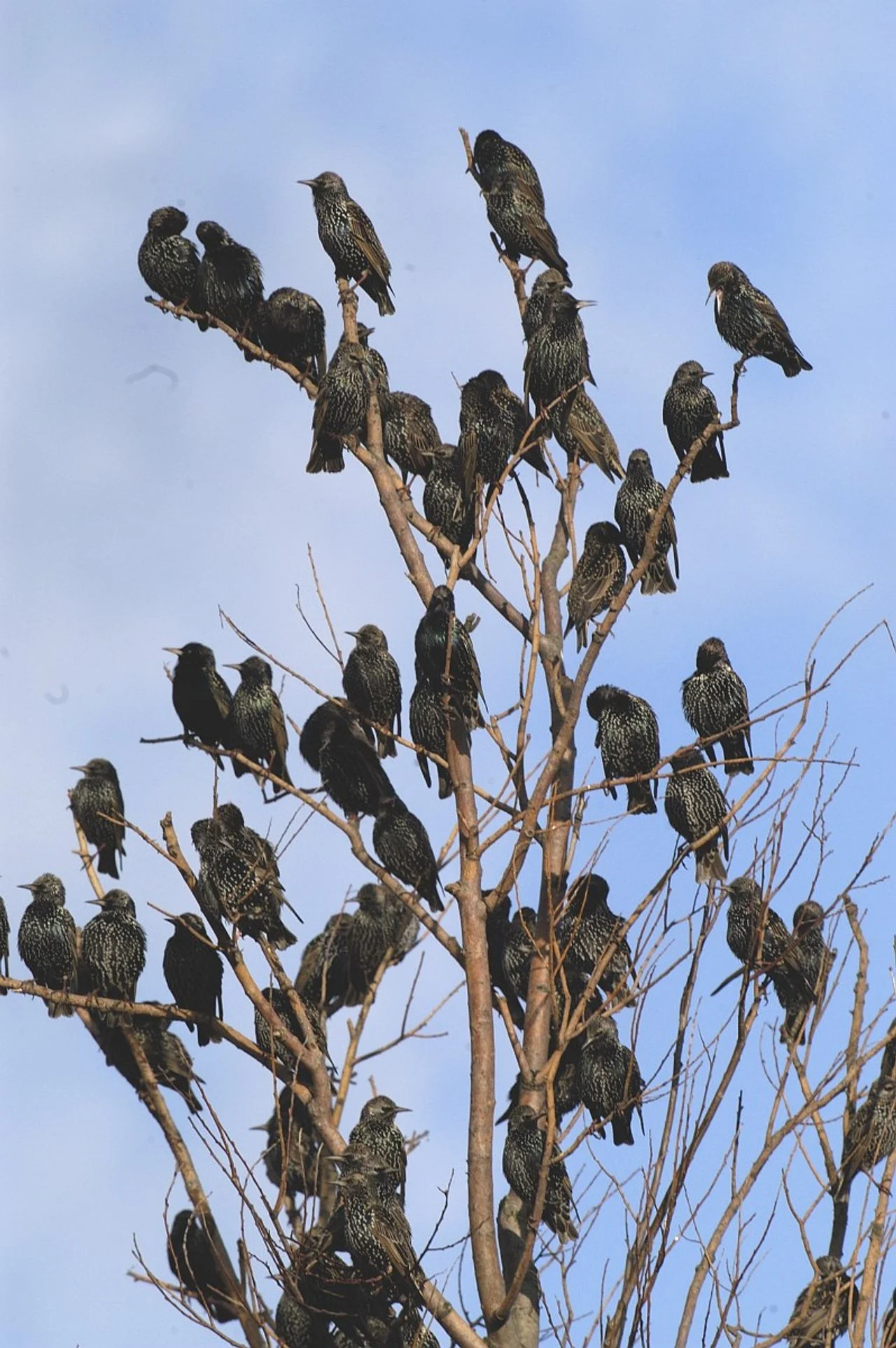 A resting flock of starlings (photo: Saxifraga/Piet Munsterman).