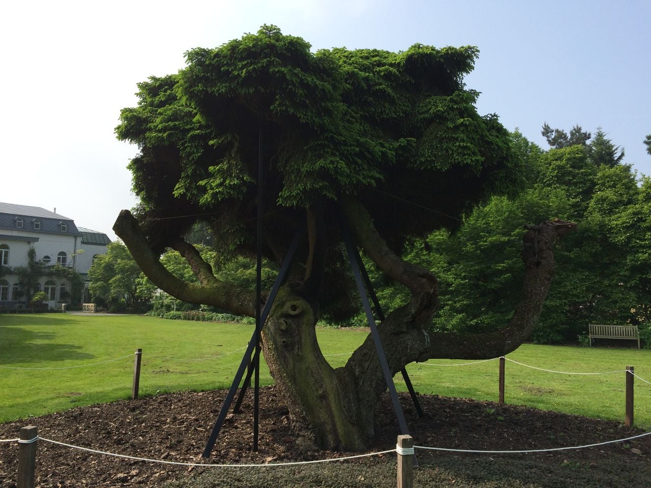 A pine tree has turned into a large witches' broom at the Kalmthout arboretum (photo: Frans Kapteijns).