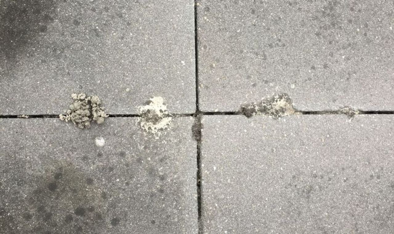 Heaps of earthworms between the tiles (photo: Ria van de Loo).