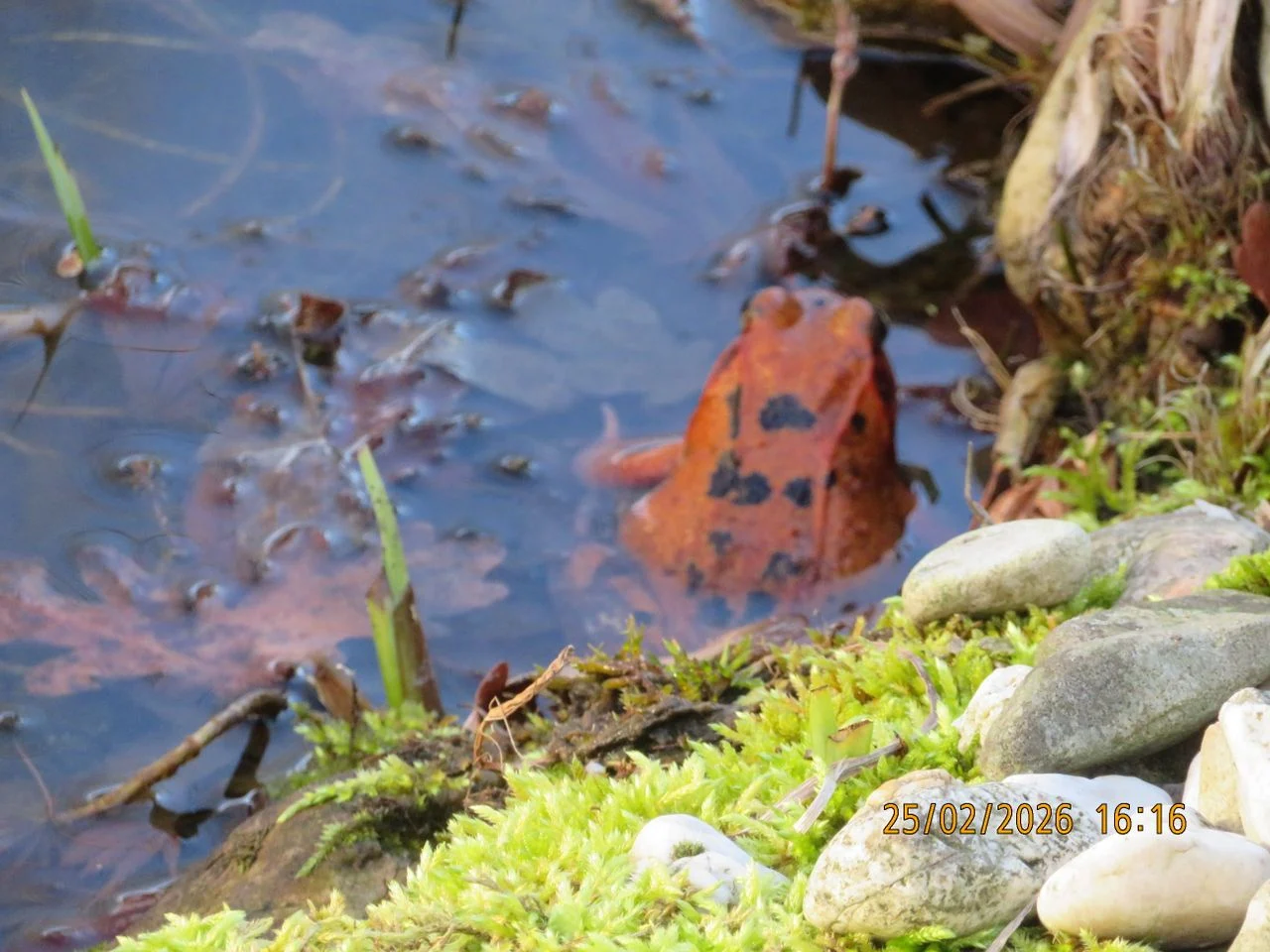 A strangely colored brown frog (photo: Peter van Tooren).
