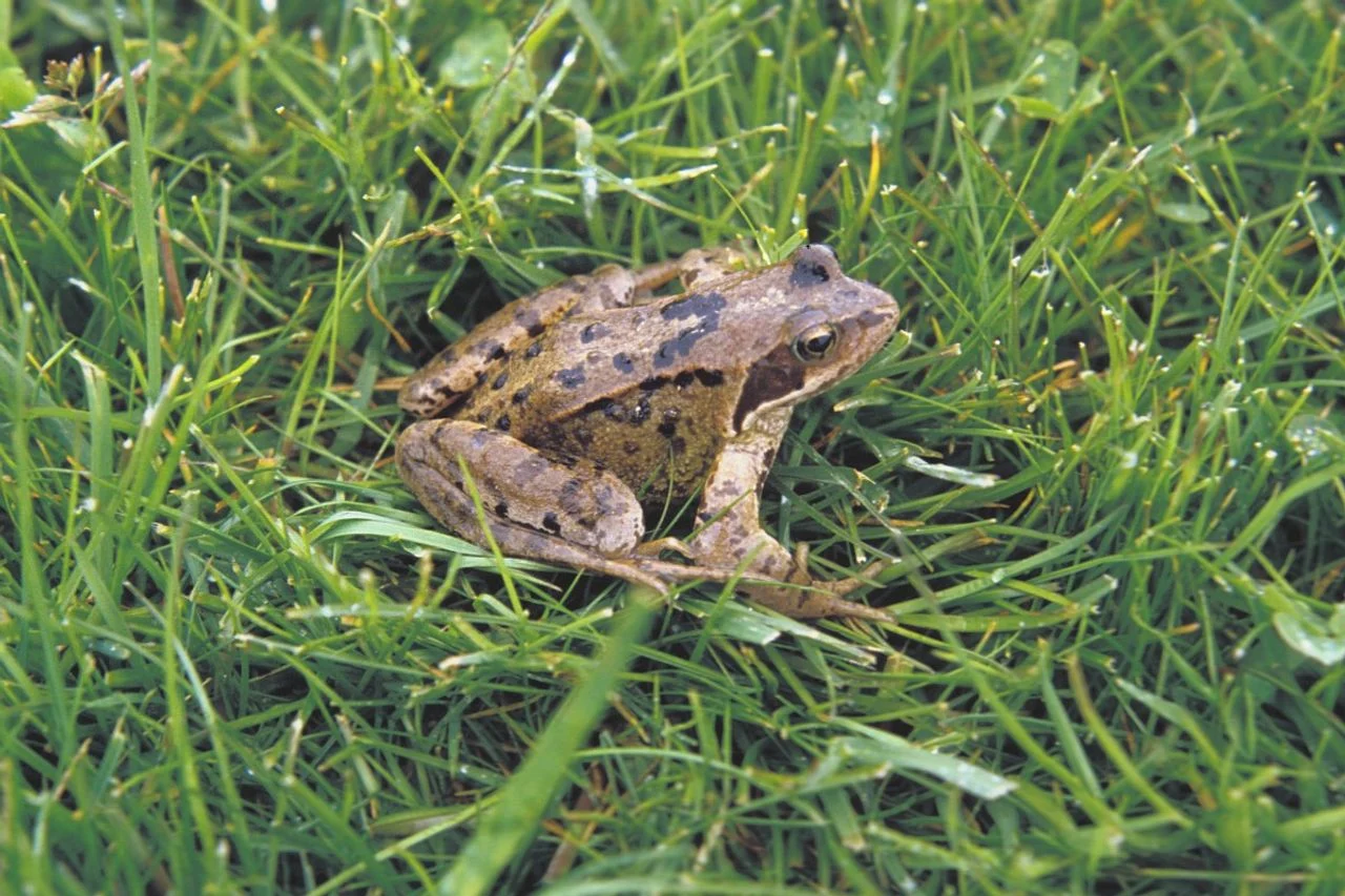 A brown frog (photo: Saxifraga/Kees Marijnissen).