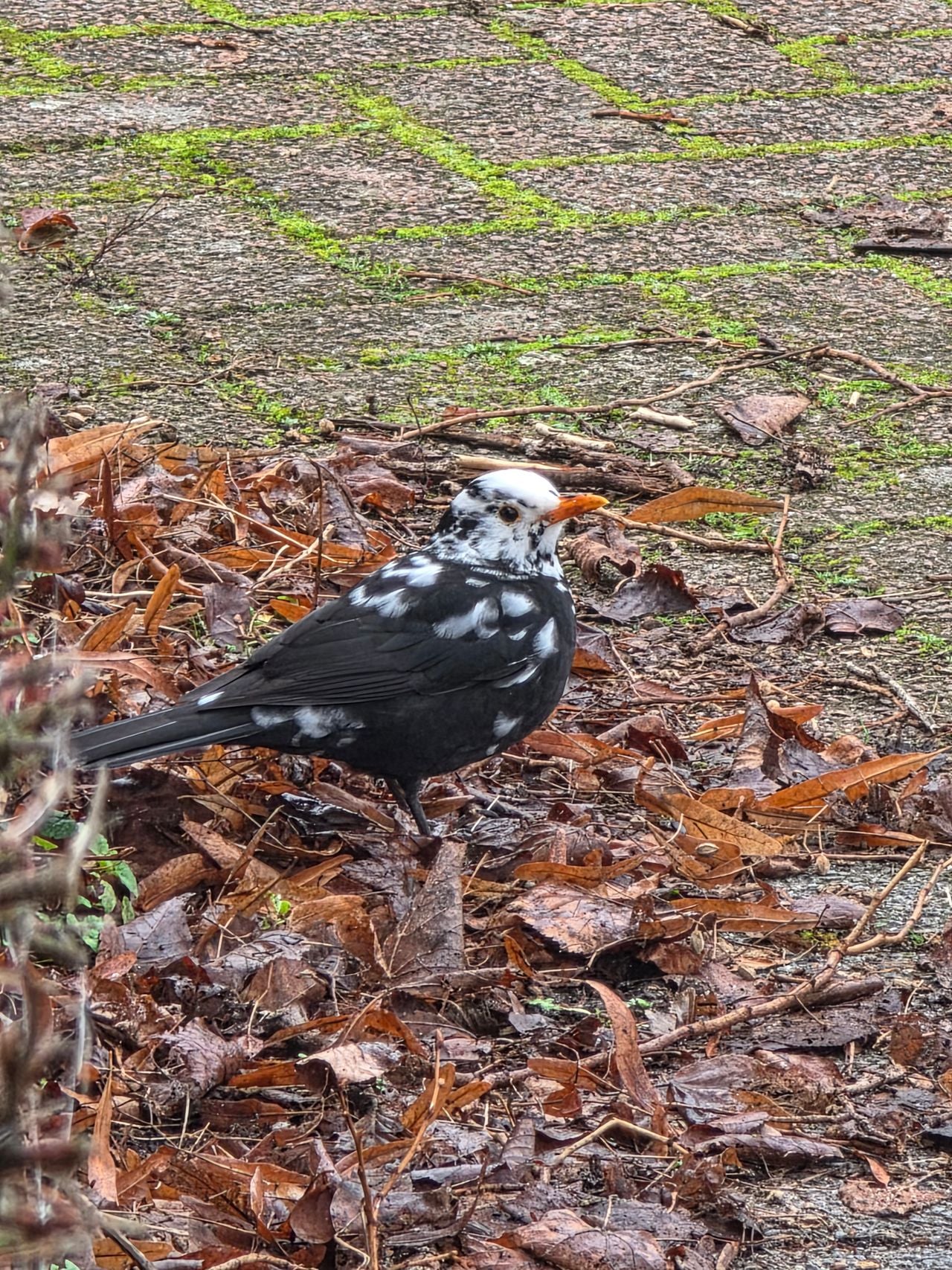 A blackbird with leucism (photo: Peter van Melis).