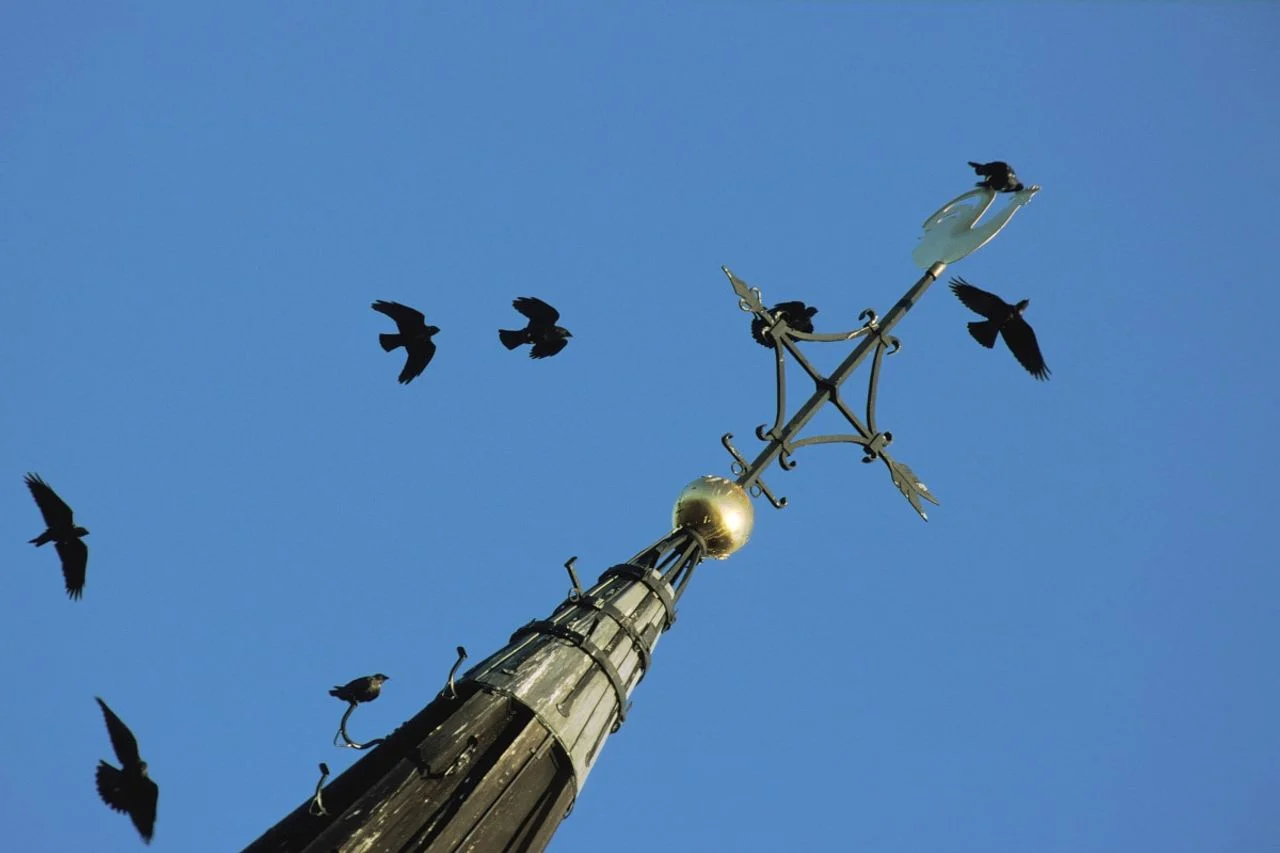 A group of jackdaws (photo: Saxifraga/Piet Munsterman).