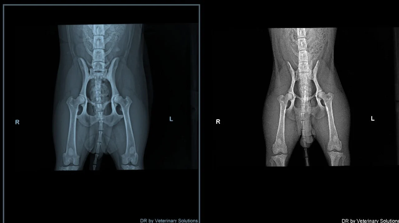 X-rays of Jipp's supposed parents.