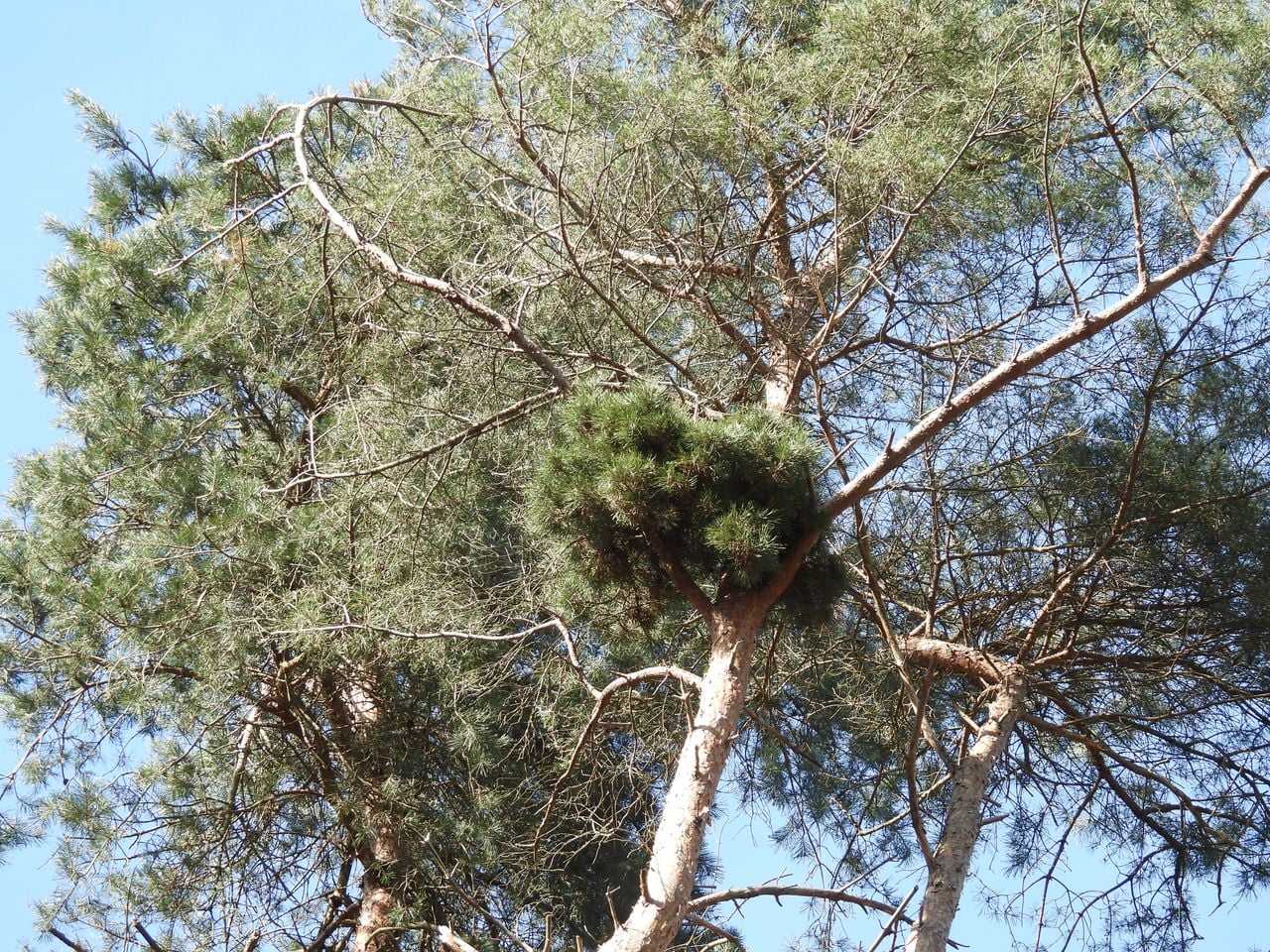 A witch's broom on a pine (photo: André van Drunen).