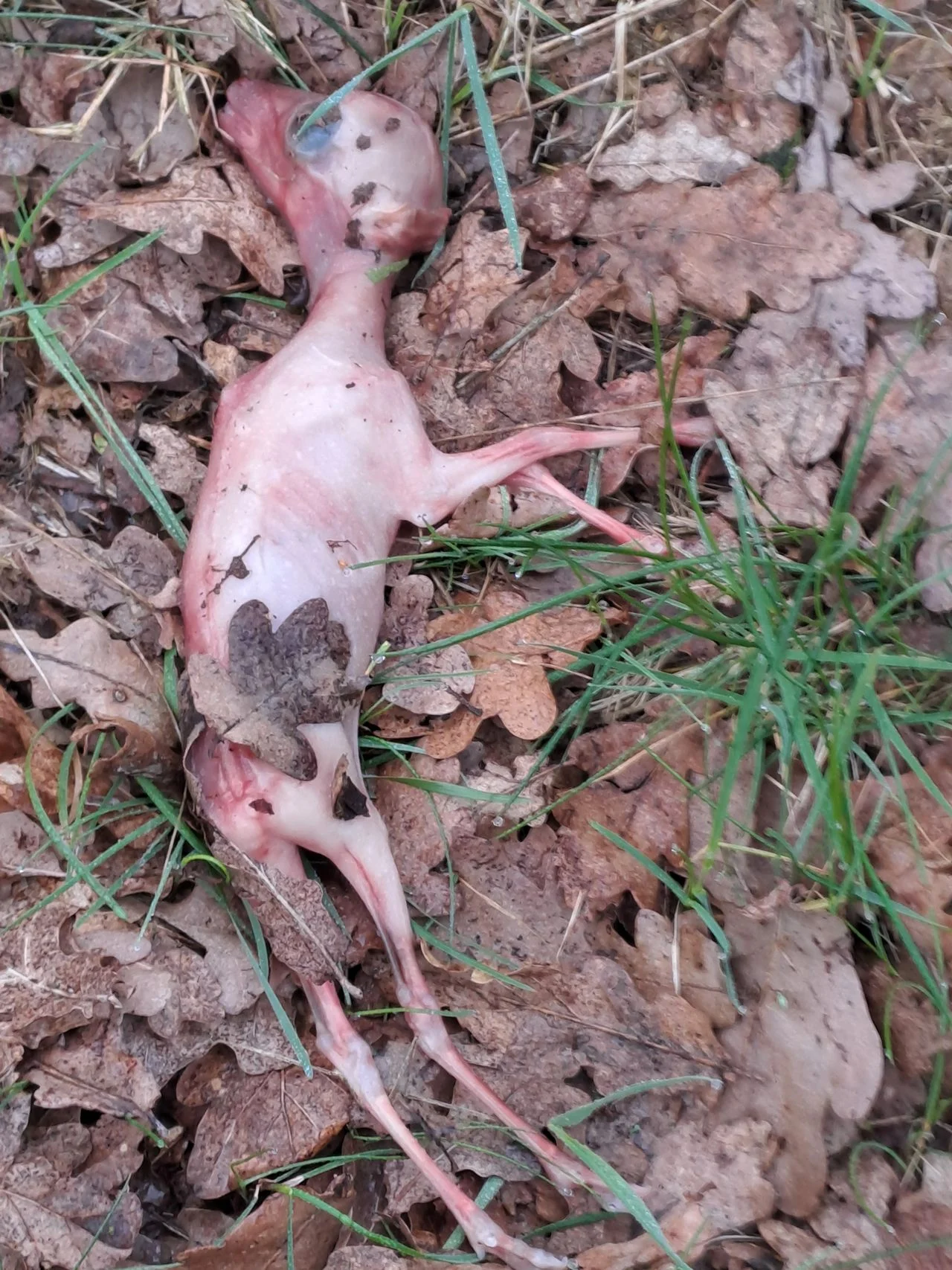 A stillborn fawn (photo: Jos Snijders).