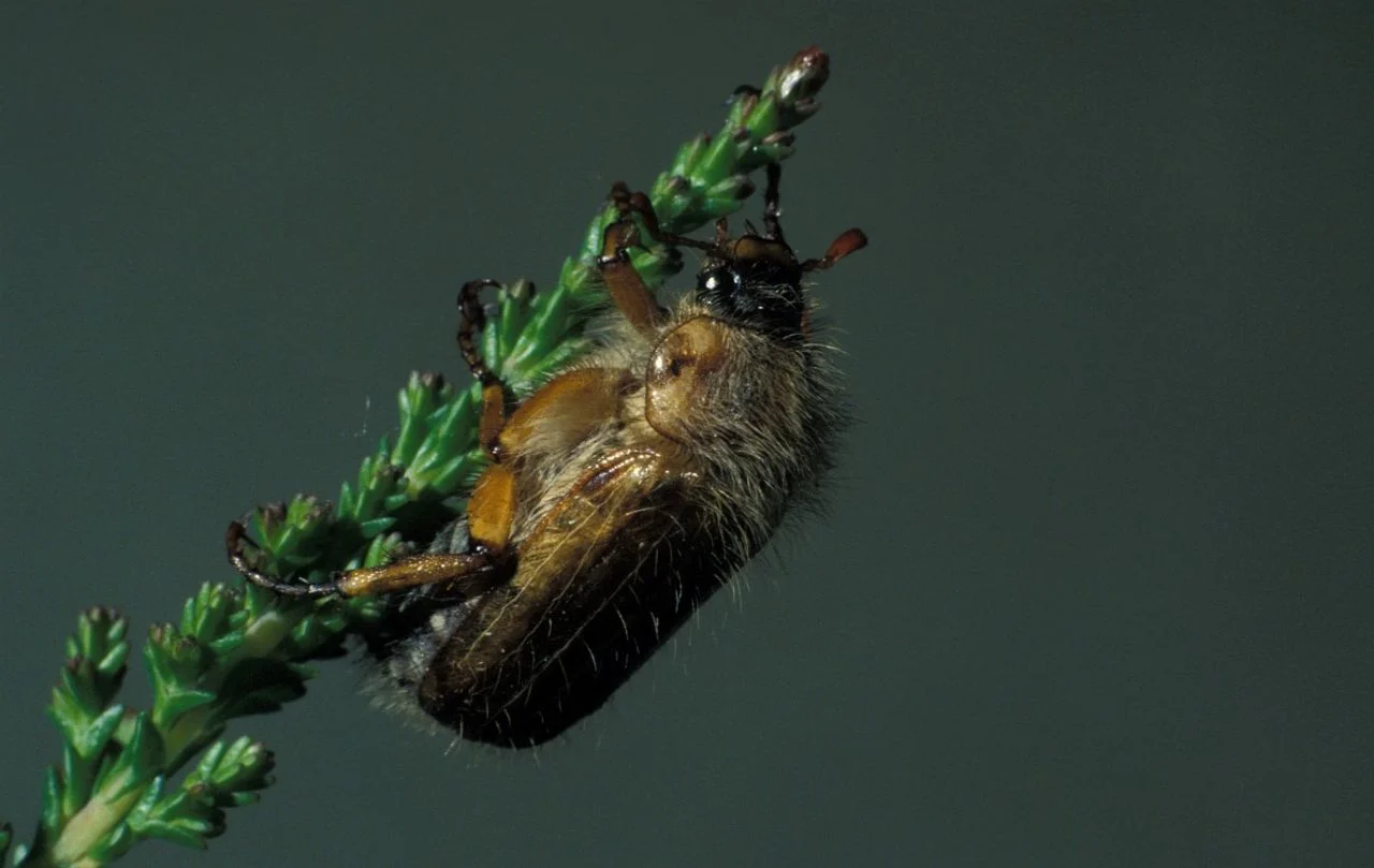 A June beetle (photo: Saxifraga/Frits Bink).