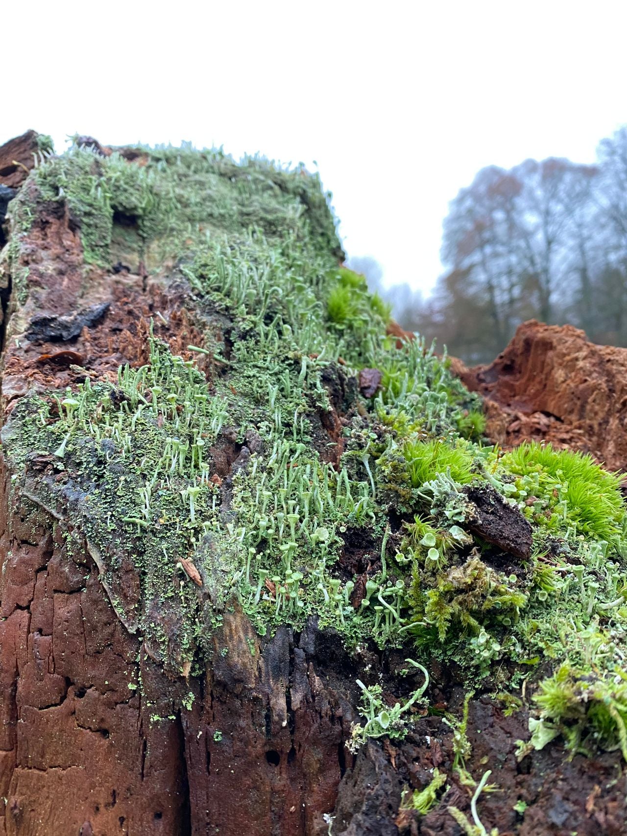 Red cup moss on an old stump (photo: Piet van Wegen).