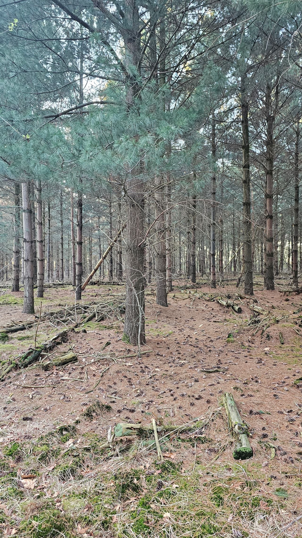 Many pine cones in one place (photo: Henri Schol).