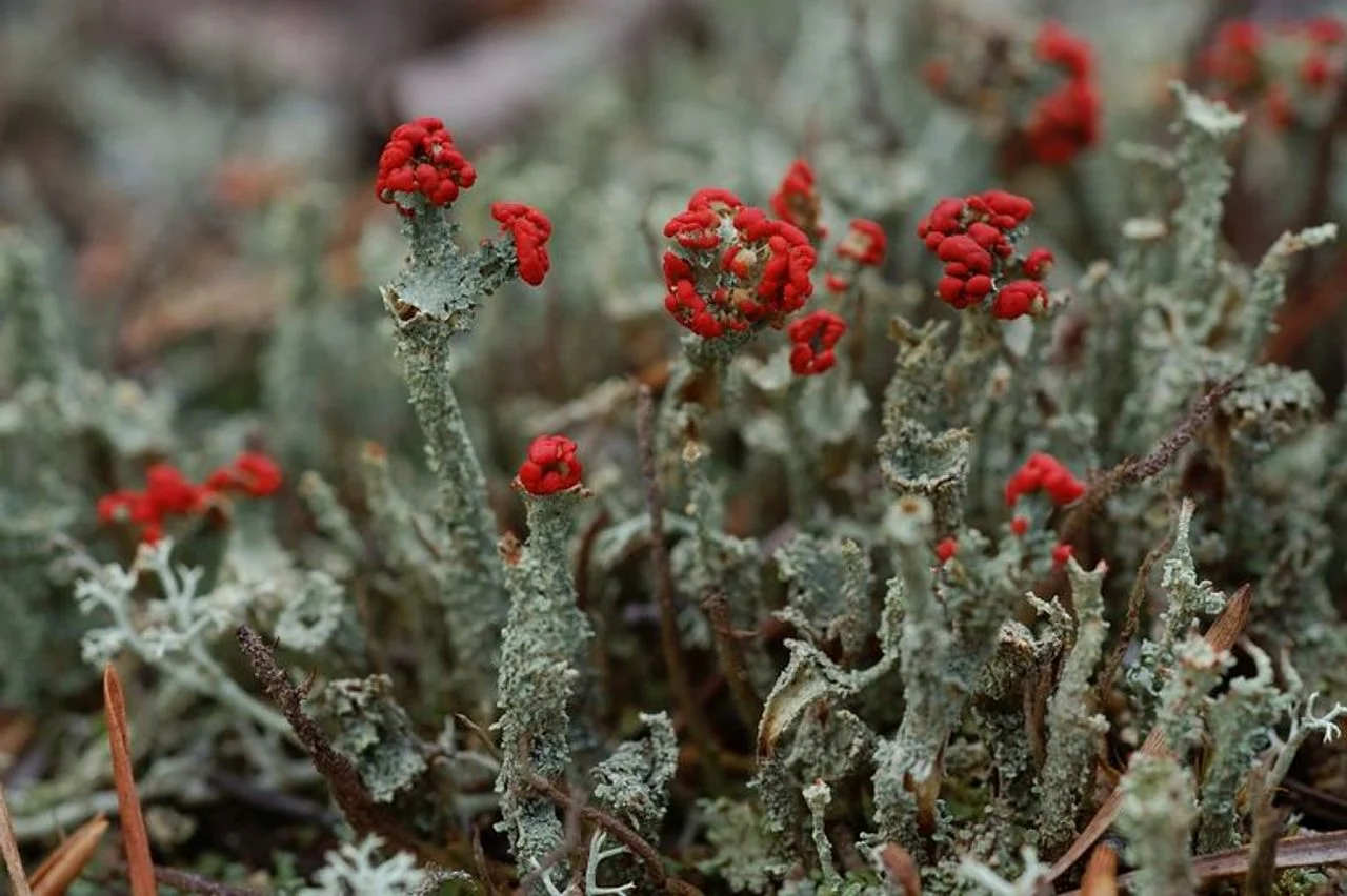 Red heather match (photo: Saxifraga/Willem van Kruijsbergen).
