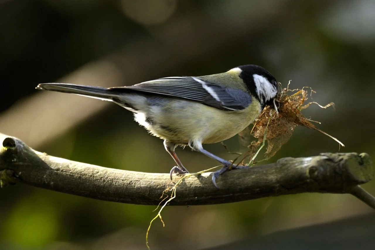 A female great tit with nesting material (photo: Saxifraga/Piet Munsterman).