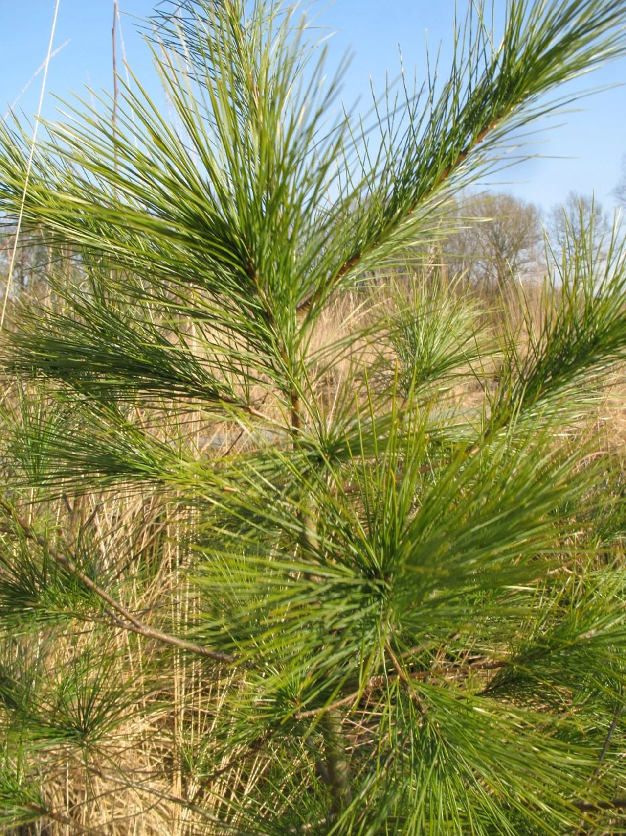 A weymouth pine (photo: Saxifraga/Rutger Barendse).