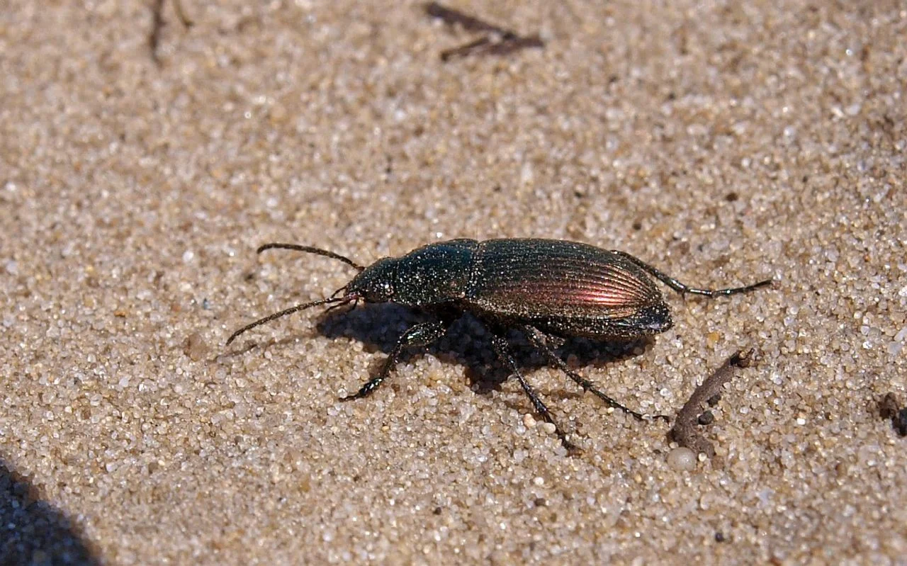 A multicolored keelsprit (photo: Saxifraga/Hans Dekker).