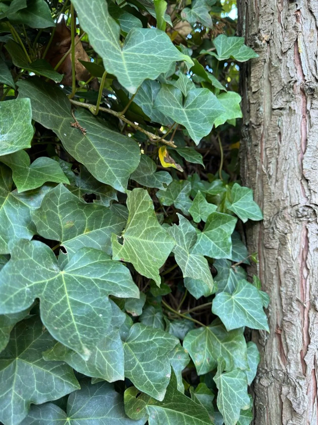 Ivy (photo: Henk van Steen).