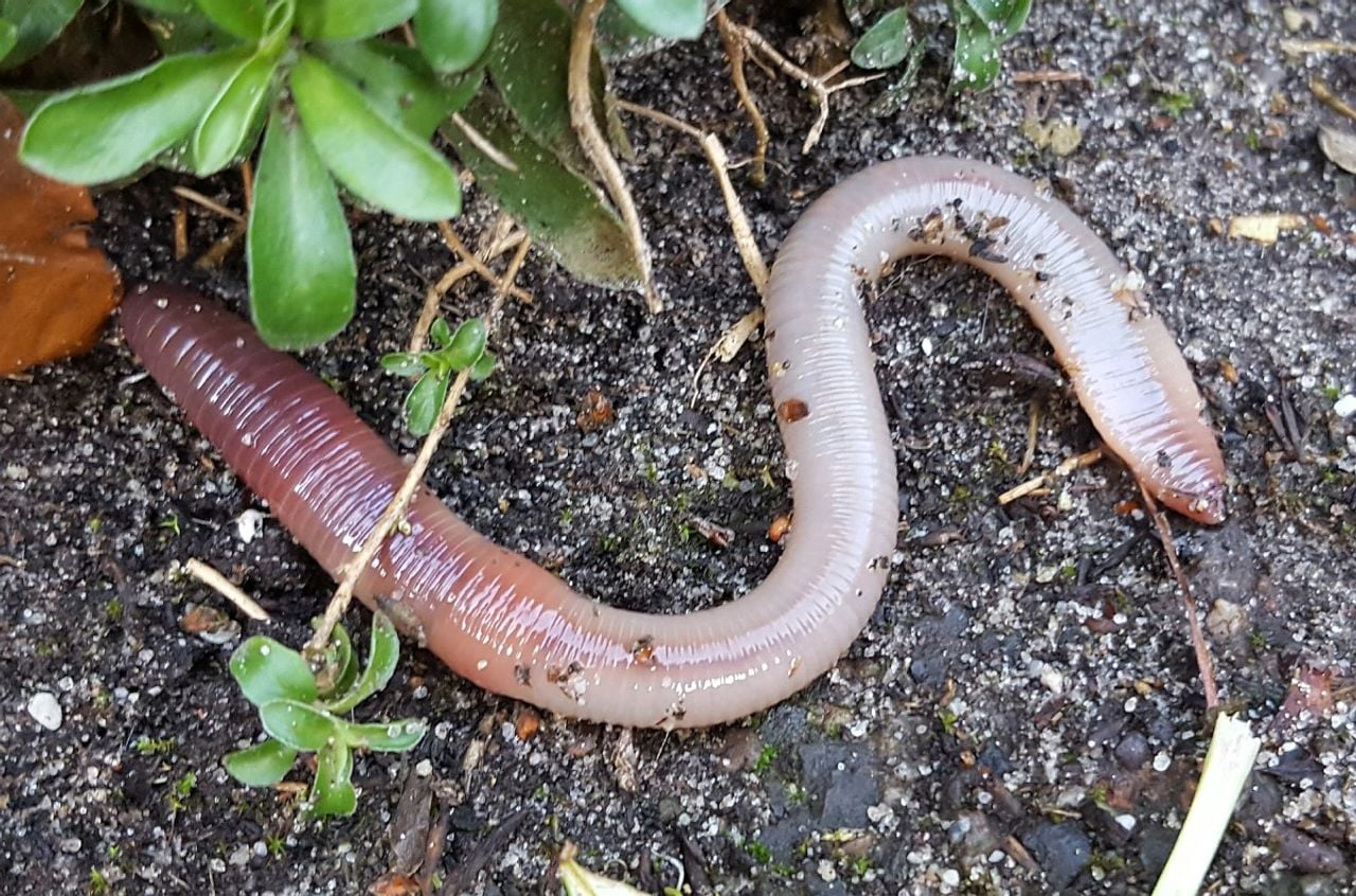 A large blue-headed worm (photo: Saxifraga/Ben Delbaere).