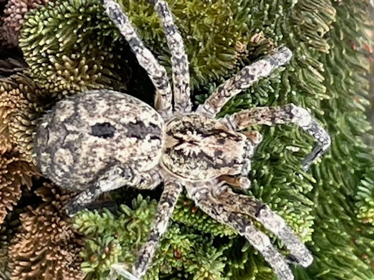 A false wolf spider (photo: Antje De Bruyn).