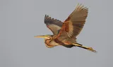 Purple heron.