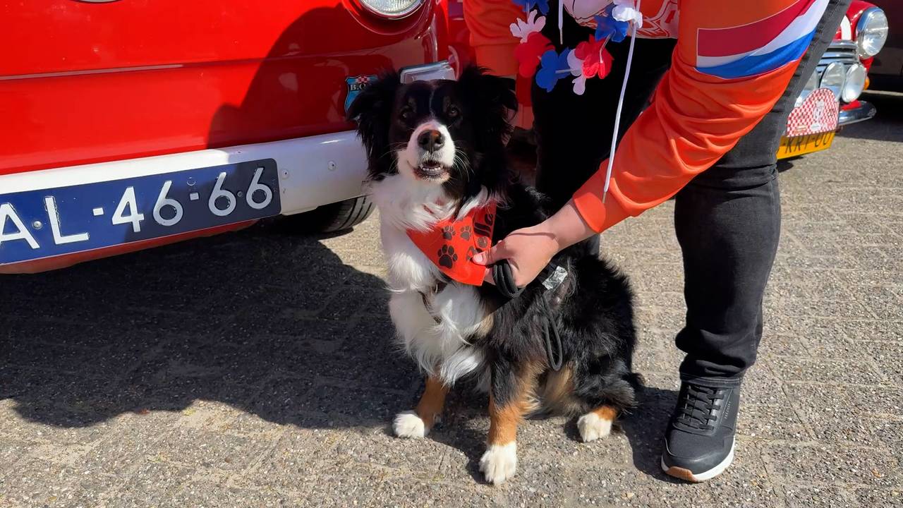 Not only the cars and people were decked out in orange. The dog was also wearing an orange scarf (photo: Wilco Zonneveld).