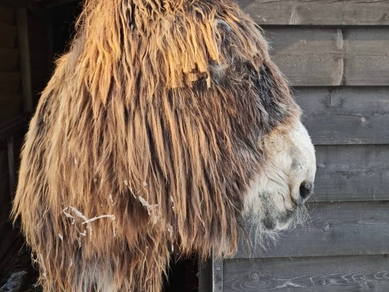 https://api.omroepbrabant.nl/img/f/$width$/$height$/0.50/0.50/cmV2aXNpb25zLzQ4ODgzMDQtMS5qcGc_c2U9MjA0NS0wMS0wMVQxMCUzQTQwJTNBMDBaJnNpZz04WFExe WpXMDhjNFRNVjh5OCUyQlo5Z1pHNkRKemhJdmpaSXdsJTJGMTk1M1ZrQSUzRCZzcD1yJnNw cj1odHRwcyZzcj1iJnN0PTIwMjUtMDEtMDFUMTAlM0E0MCUzQTAwWiZzdj0yMDIwLTEwLTAy