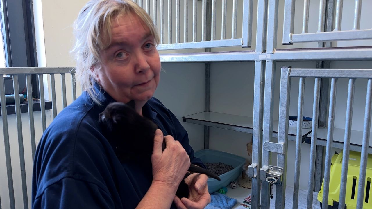 Dorine from Breda Animal Shelter hopes for many new foster families.
