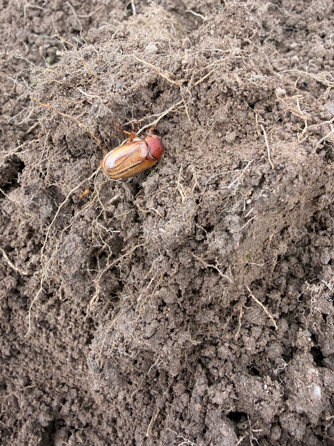 A rhizotrogus aestivus (photo: Bert Markgraaff).