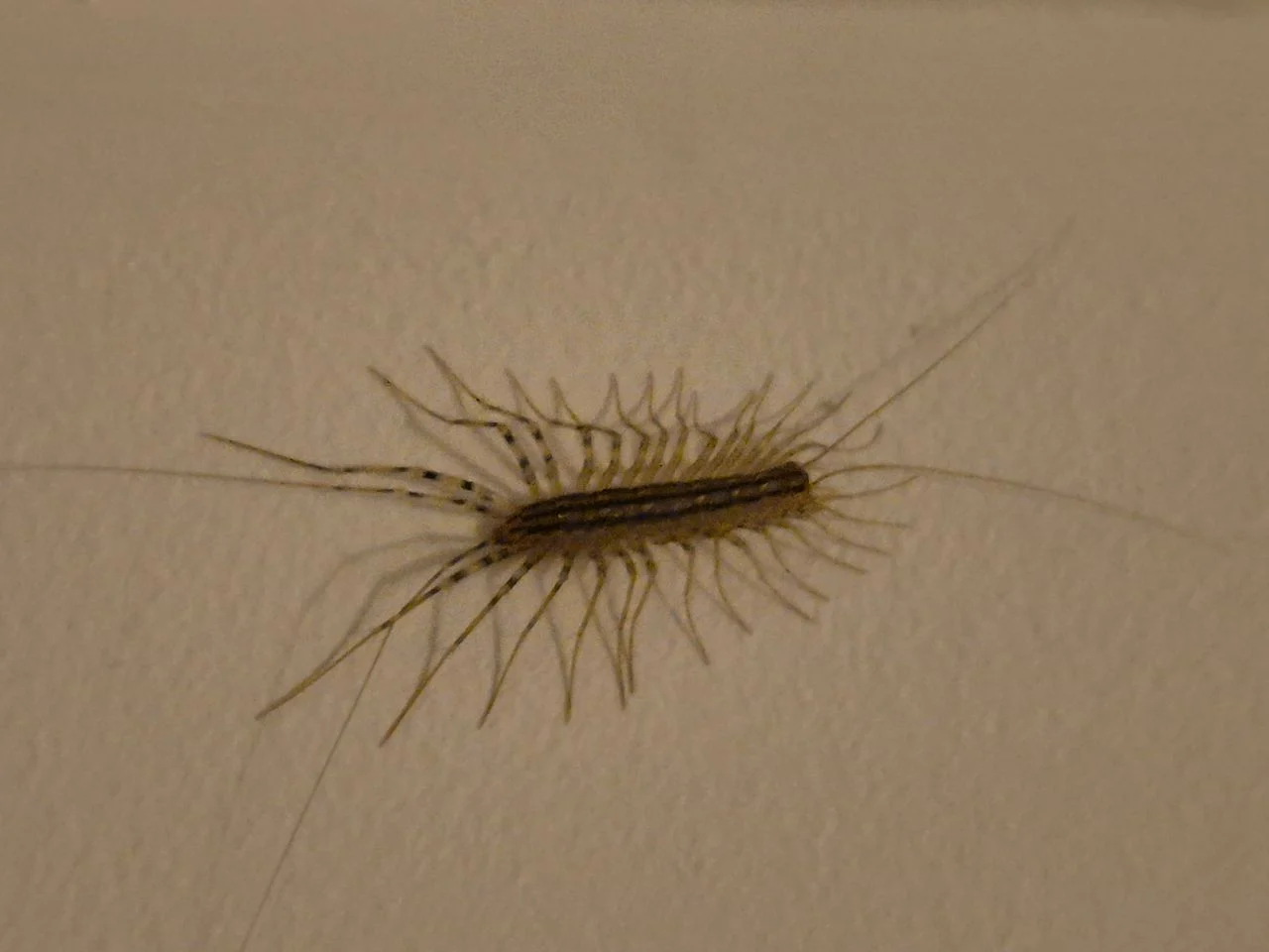 A spider centipede (photo: Bernadette Roestenburg).