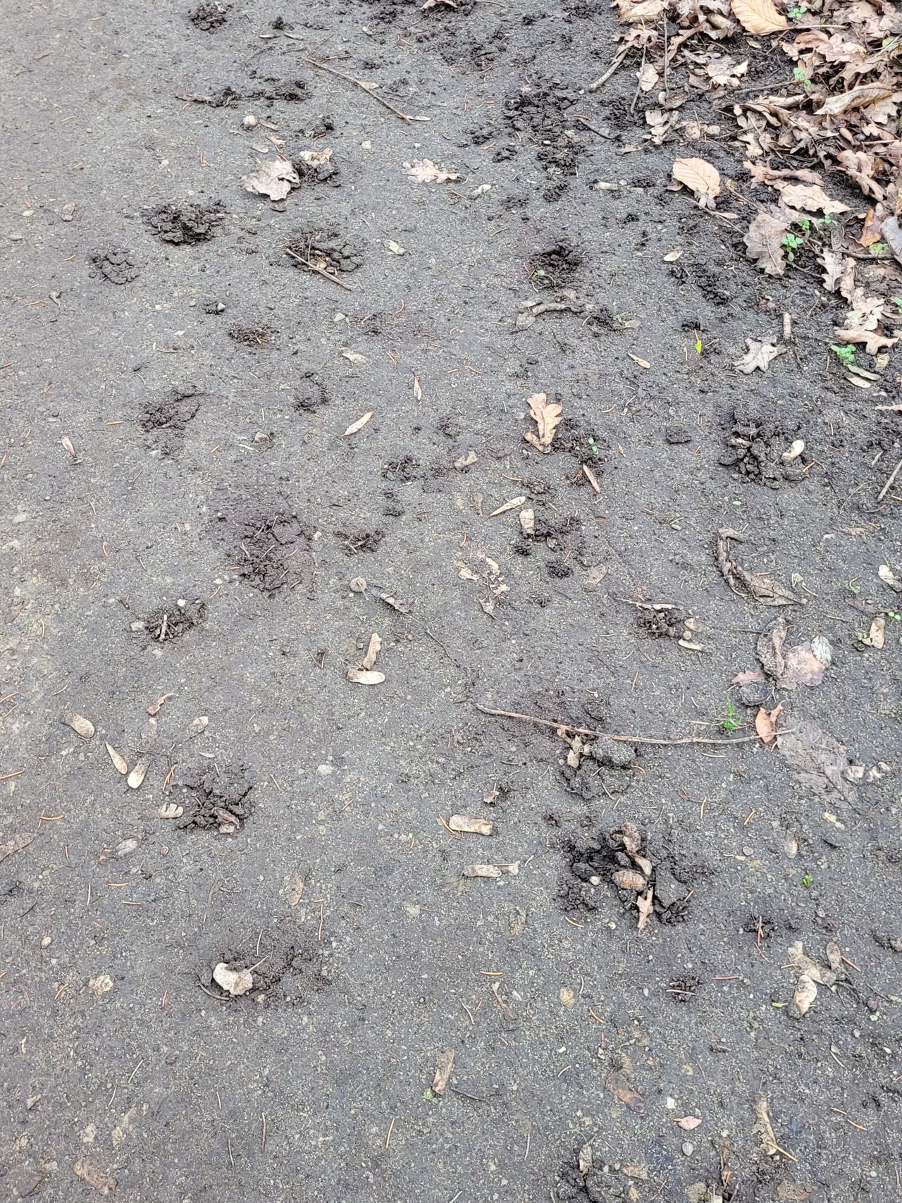 Heaps of sand on a sandy path (photo: Marian Hendriks).