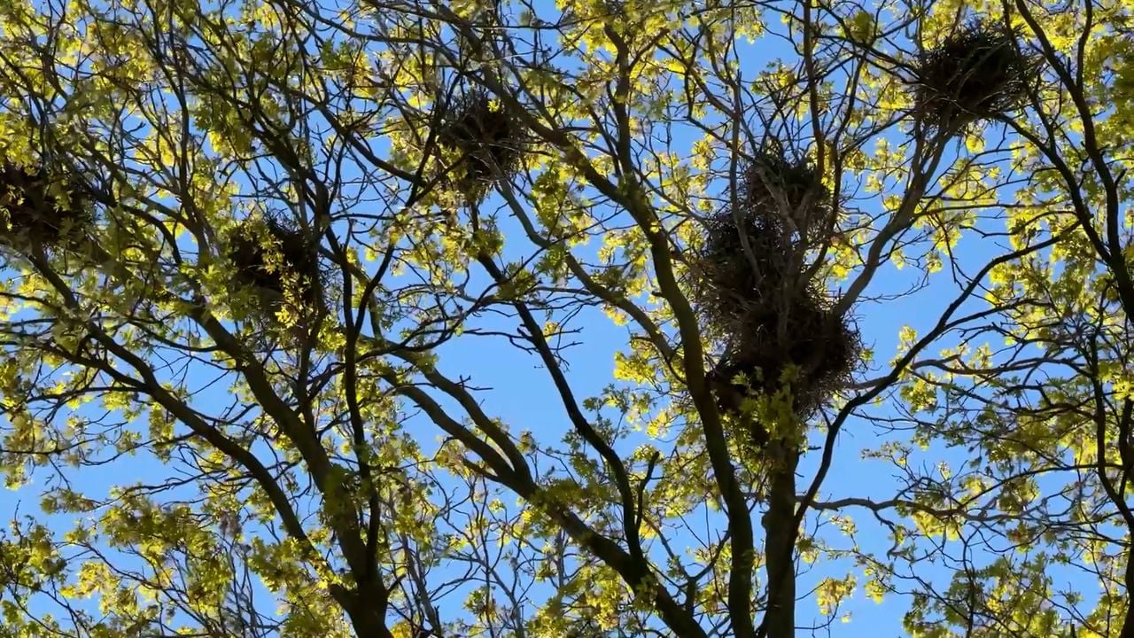 The rooks build their nests in this tree (photo: Wilco Zonneveld).