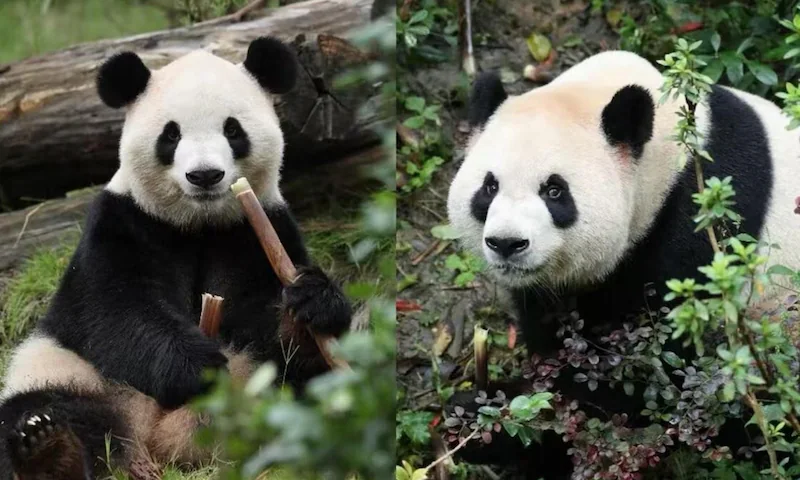 The pandas Fu Shuang (L) and Ping Ping go to Atlanta.